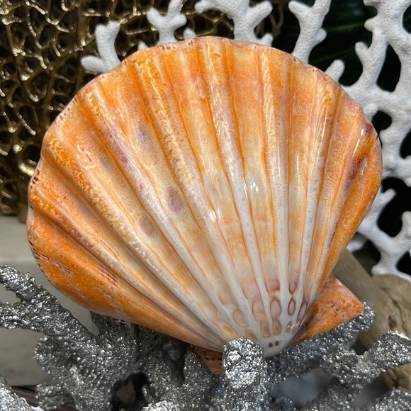 XL Real Double Closed Polished Lion Paws Shell White Coral Purple Beach Coastal - Picture 4 of 17